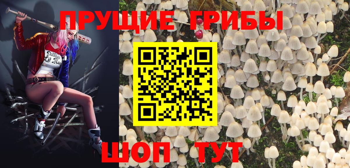 Галлюциногенные грибы Psilocybe Когалым